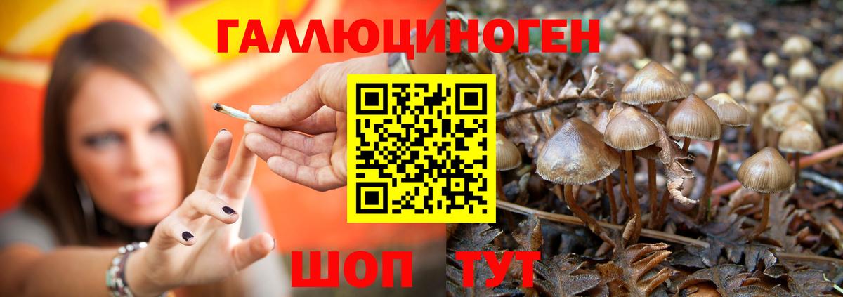 Коммунар  Галлюциногенные грибы Psilocybine cubensis  Вход с VPN  Псилоцибиновые грибы Cubensis 